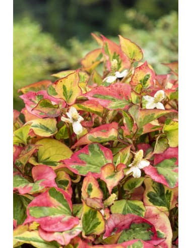 Houttuynia cordata Chameleon  - 1