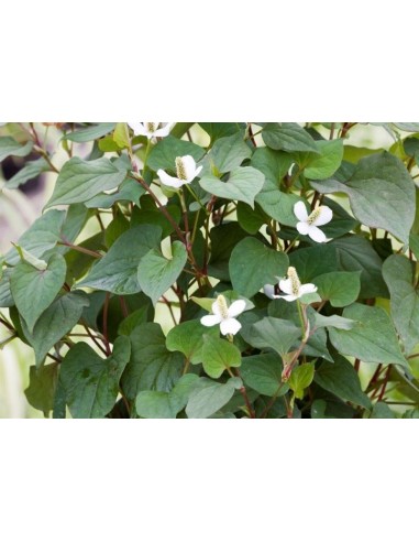 Houttuynia cordata  - 1