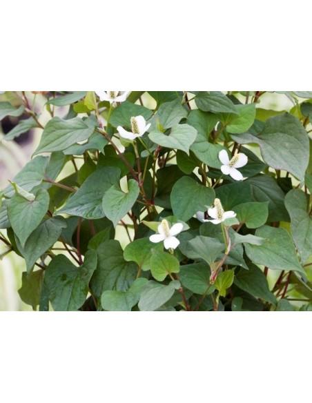 Houttuynia cordata  - 1