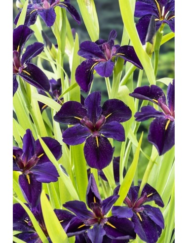 Iris black 'Gamecock'  - 1