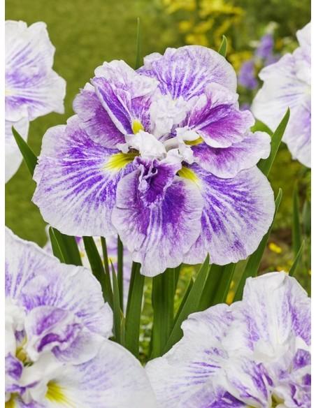 Iris ensata Dinner Plate Cheese Cake  - 1