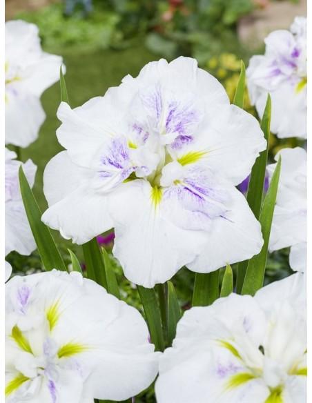 Iris ensata Dinner Plate Cupcake  - 1