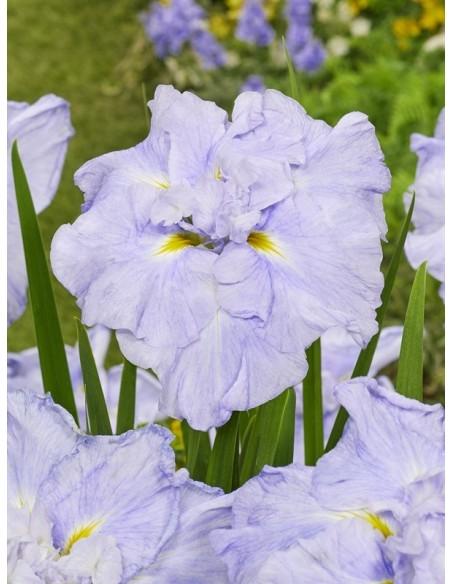 Iris ensata Dinner Plate Ice Cream  - 1