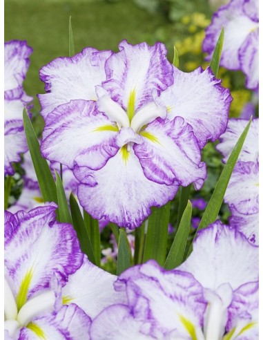 Iris ensata Dinner Plate Tiramisu  - 1