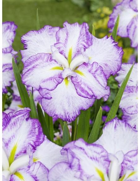 Iris ensata Dinner Plate Tiramisu  - 1