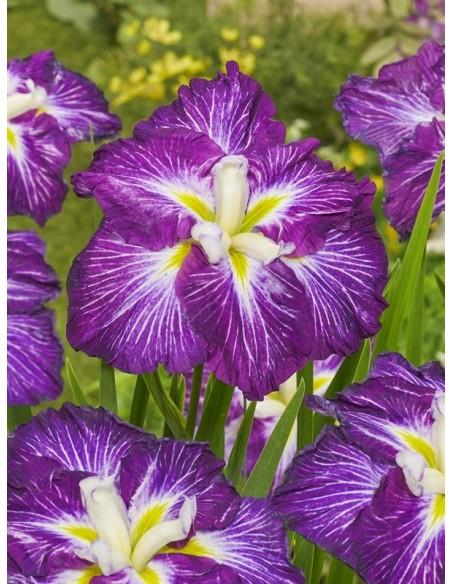 Iris ensata Dinner Plate Jell-O  - 1