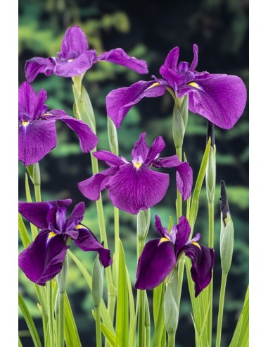 Iris kaempferi  - 1