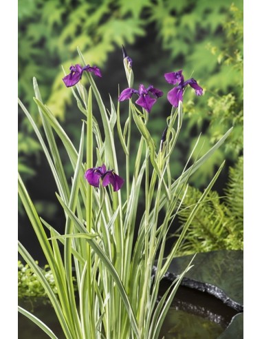 Iris kaempferi 'Variegata'  - 1