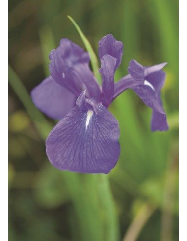 Iris laevigata  - 1