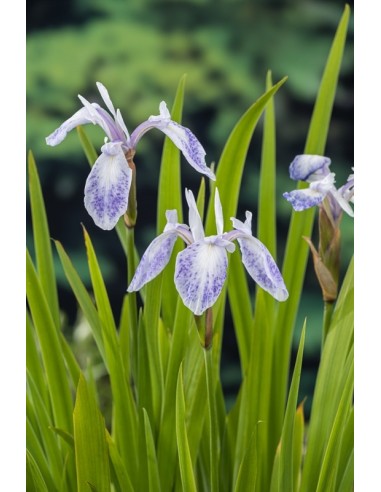 Iris laevigata 'Mottled Beauty'  - 1
