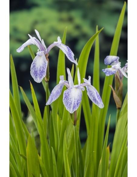Iris laevigata 'Mottled Beauty'  - 1