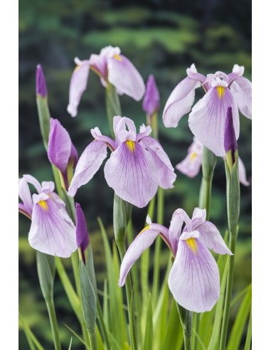 Iris laevigata Rose Queen  - 1