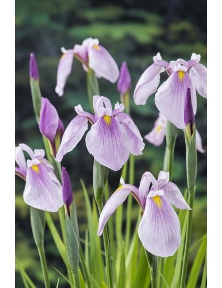 Iris laevigata Rose Queen  - 1