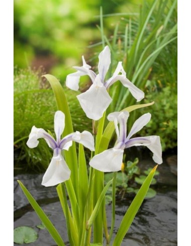 Iris laevigata Snowdrift  - 1
