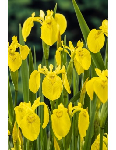 Iris pseudacorus  - 1