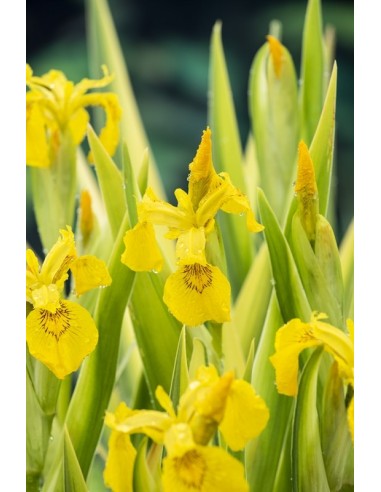 Iris pseudacorus 'Variegata'  - 1