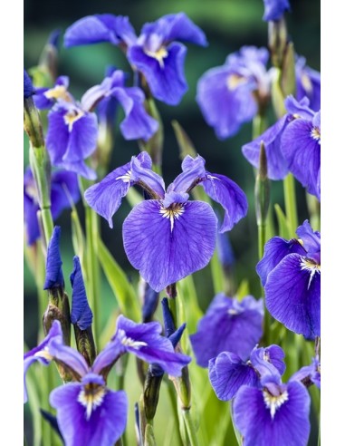 Iris setosa  - 1