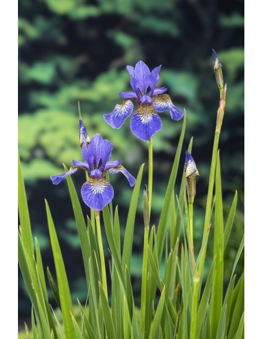 Iris sibirica  - 1
