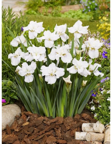 Iris sibirica Not Quite White  - 1