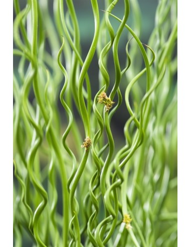 Juncus effusus Spiralis  - 1