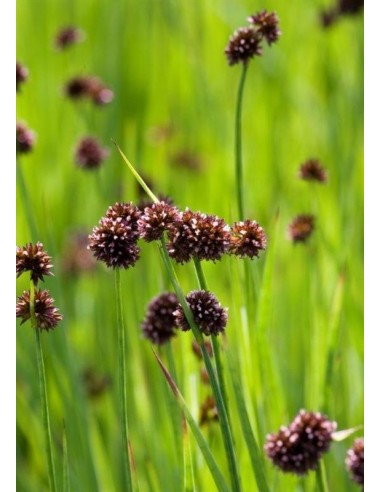 Juncus encifolius  - 1