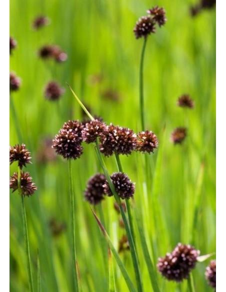 Juncus encifolius  - 1