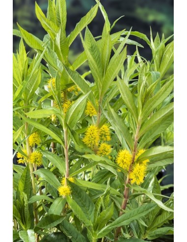 Lysimachia thyrsiflora  - 1