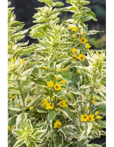 Lysimachia 'Variegata'  - 1