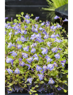 Mazus reptans blauw  - 1