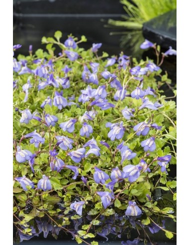Mazus reptans blauw  - 1