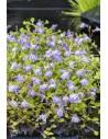 Mazus reptans blauw  - 1