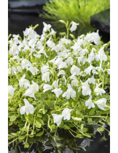 Mazus reptans wit  - 1