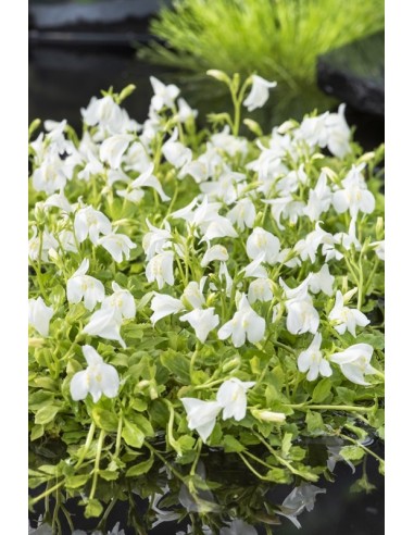 Mazus reptans wit  - 1
