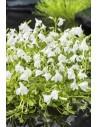 Mazus reptans blanc  - 1