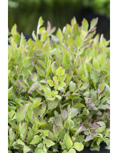 Oenanthe fistulosa Flamingo  - 1