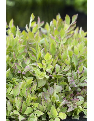 Oenanthe fistulosa Flamingo  - 1