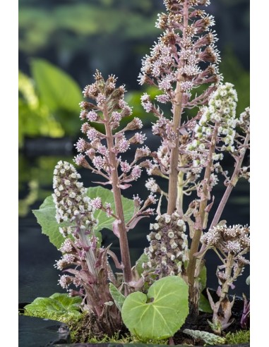 Petasites hybridus  - 1
