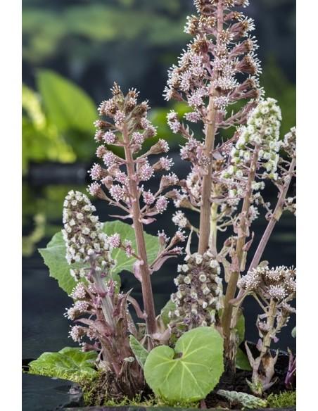 Petasites hybridus  - 1