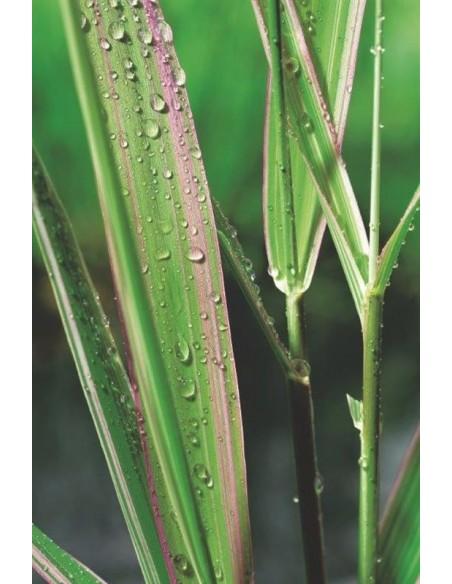 Phalaris arundinacea Picta  - 1