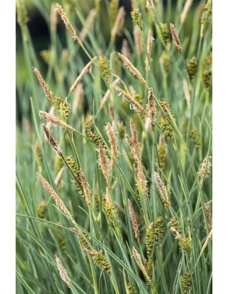 Phragmites australis  - 1