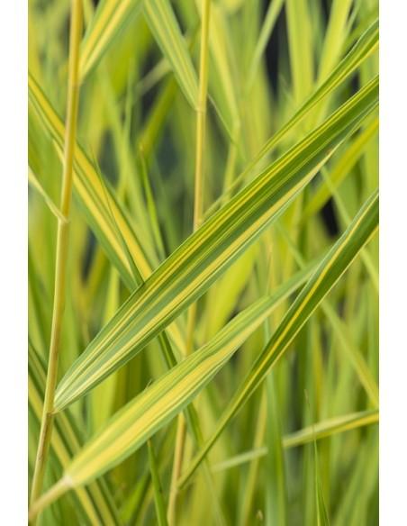 Phragmites australis Var. yellow  - 1