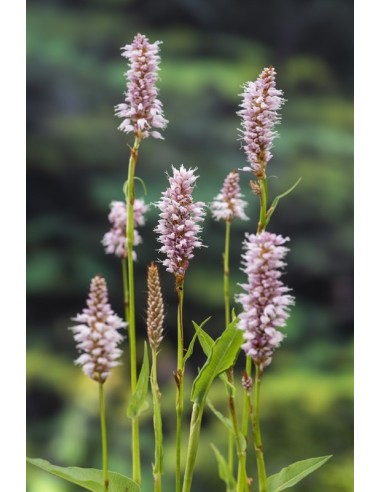 Polygonum bistorta  - 1