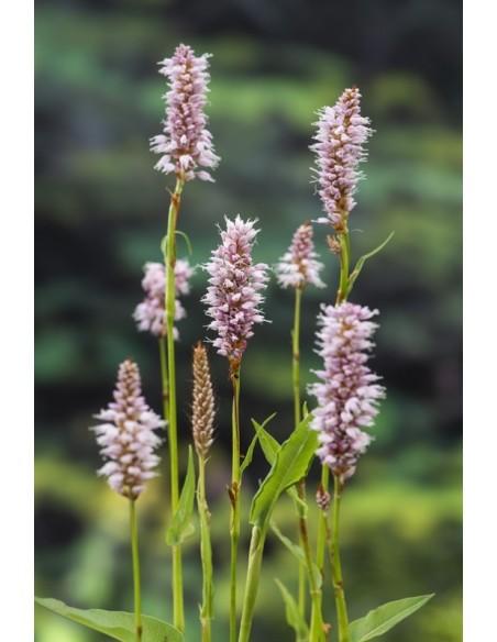 Polygonum bistorta  - 1