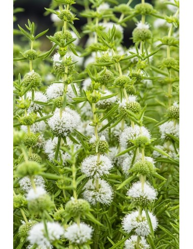 Preslia cervina 'Alba'  - 1