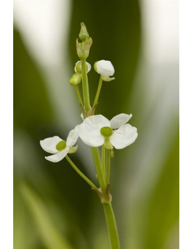 Sagittaria graminea  - 1