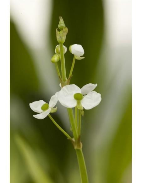 Sagittaria graminea  - 1