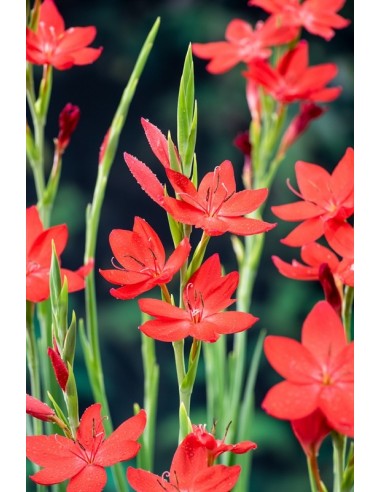 Schizostylis coccinea Major  - 1
