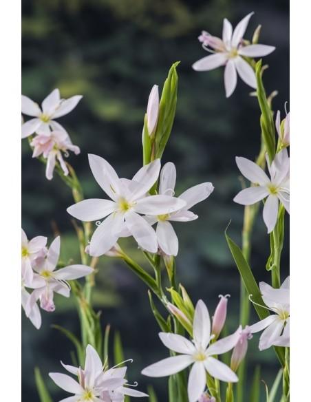 Schizosylis coccinea 'Alba'  - 1