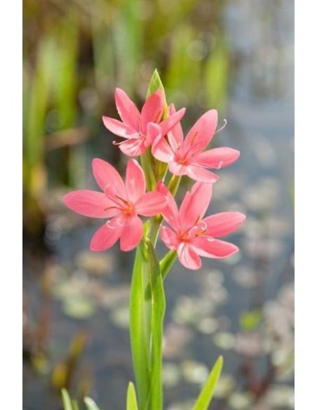 Schizostylis coccinea Mrs Hegarty  - 1