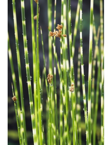 Scirpus tabermont 'Zebrinus'  - 1